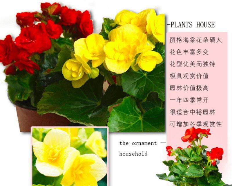 养殖丽格海棠花的技巧与方法（打造美丽花园的首选，丽格海棠花的养殖要点一览）