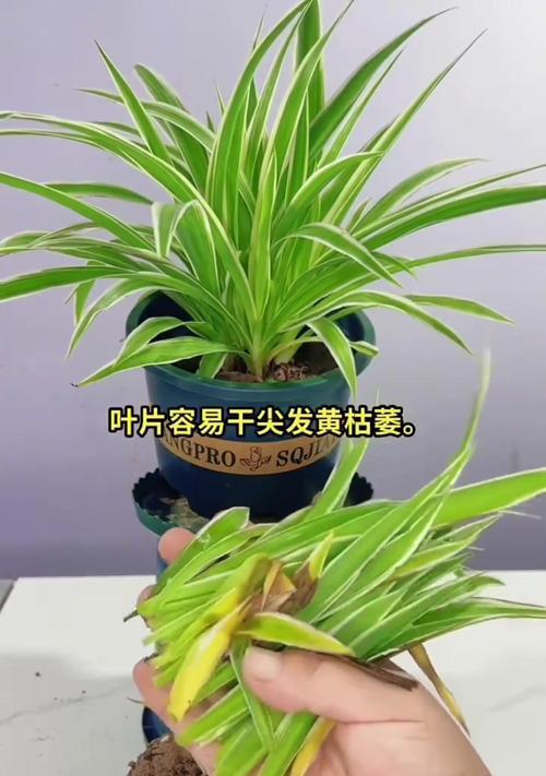 以吊兰的叶子怎么清洗（简单有效的清洗方法及注意事项）