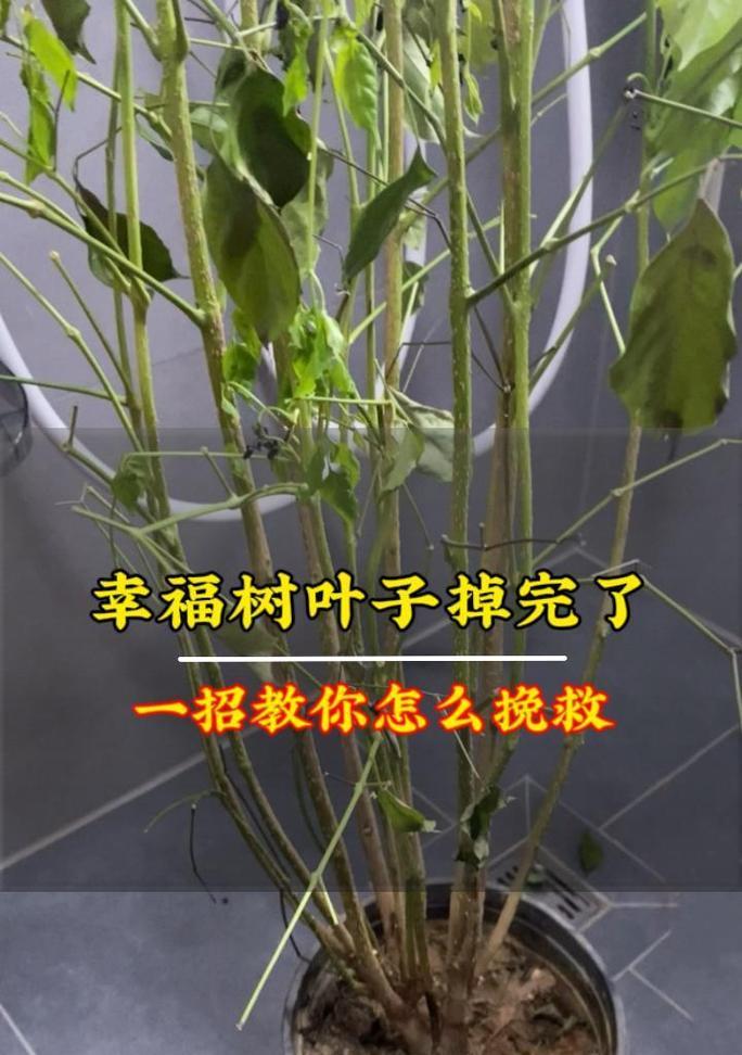 幸福树的叶子掉落了，如何应对？（幸福树叶子掉落的原因和修复方法）