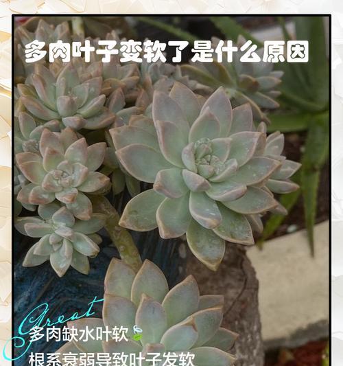 多肉掉叶子的原因及应对方法（解析以镜下多肉掉叶子的背后原因，教你轻松解决）