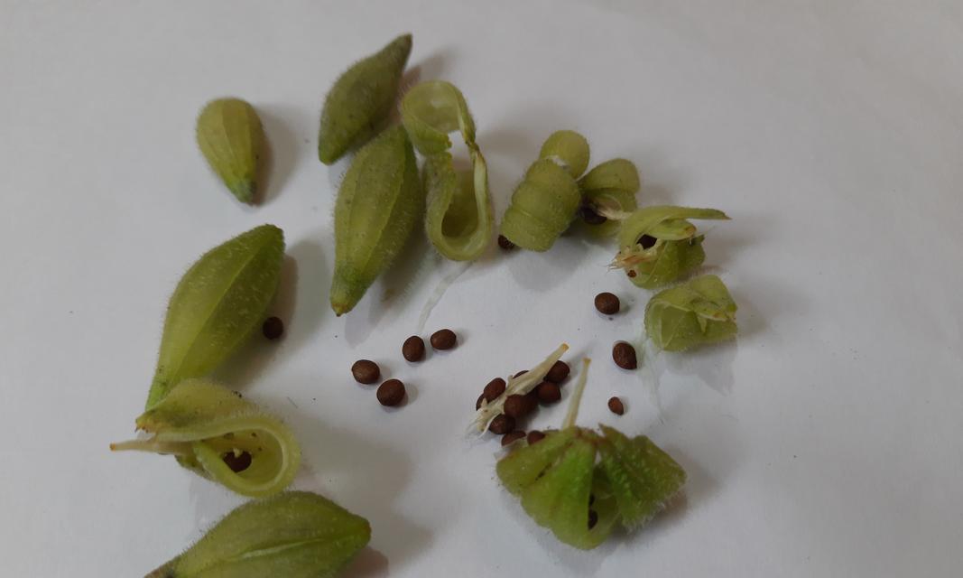 种植凤仙花的全攻略（从选种到养护，教你如何打造美丽凤仙花园）