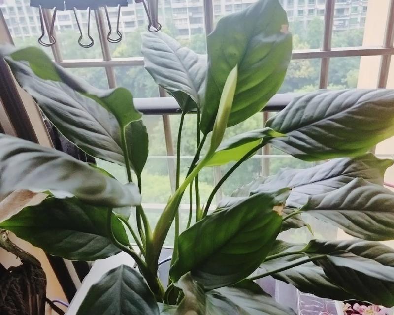 万年青冬季养护秘籍（打造绿色室内花园的关键要素）