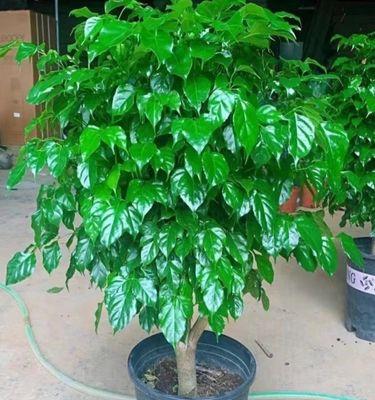 如何正确养护植物绿宝（从选择到养护，一起来打造健康绿色家居环境）