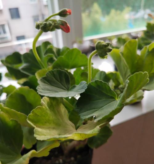 天竺葵的花苞长成时节（探秘天竺葵的开花过程、如何促进花苞生长）