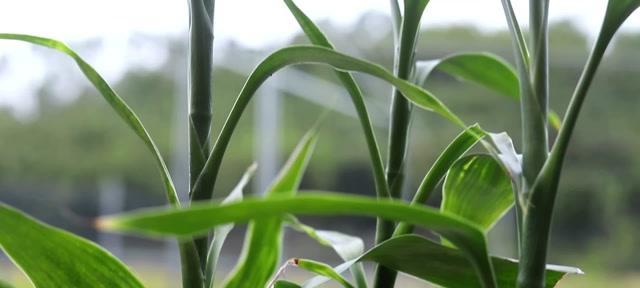 用生锈的铁钉治植物黄叶——一种简单有效的方法（生锈铁钉、黄叶、治疗方法、植物健康）