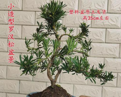 金钻罗汉松耐寒（北方美丽植物）