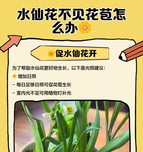 水仙烂叶子的原因及处理方法（水仙养护知识分享，助您避免水仙烂叶尴尬）