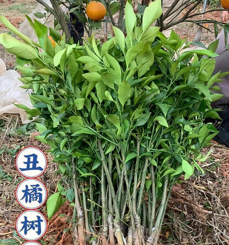 丑桔盆栽为何频繁掉叶？（探究丑桔盆栽叶子脱落的原因及应对方法）
