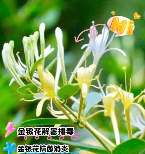 金银花的花朵变色之谜（金银花花朵变色的原因及影响）