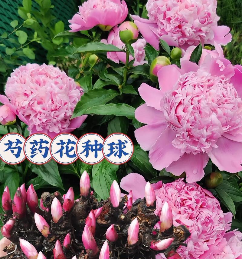 芍药的盆栽种植方法（室内养殖好处多，芍药也可以盆栽）