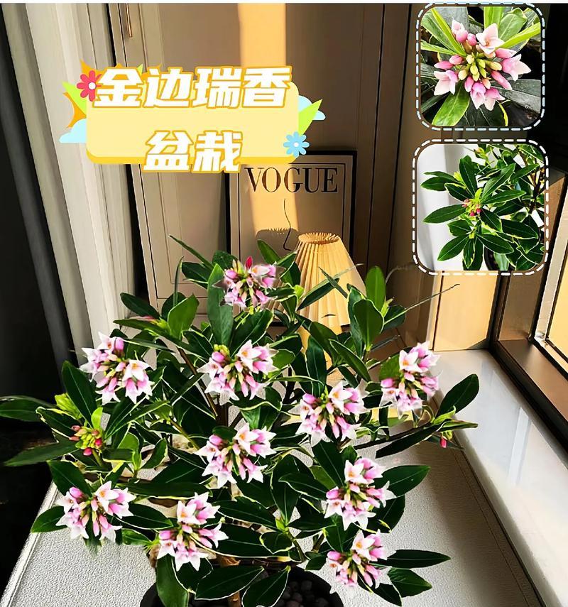 拯救金边瑞香，保护珍稀植物资源（全球环保行动，守护金边瑞香的生存之路）