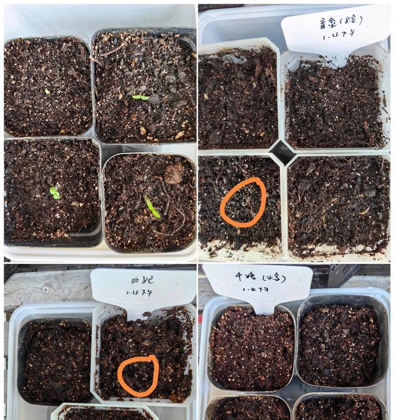 种子催芽的技巧与方法（让你的种子迅速发芽的秘诀）