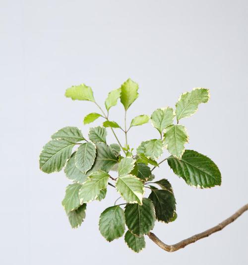 探秘福禄桐花的养殖技巧（以福禄桐花怎么能养活？）