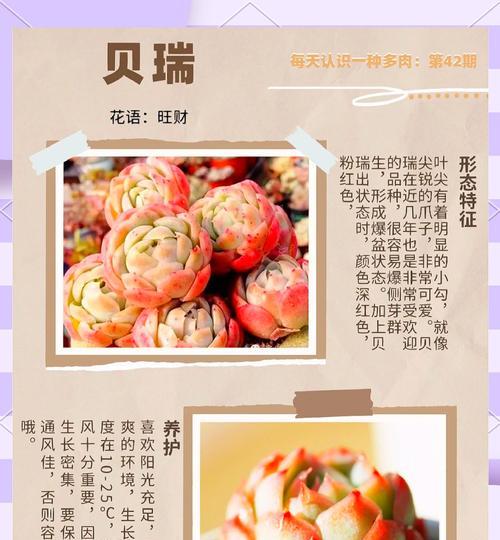 多肉月光寿春季养护指南（打造盛开如花的多肉花园）
