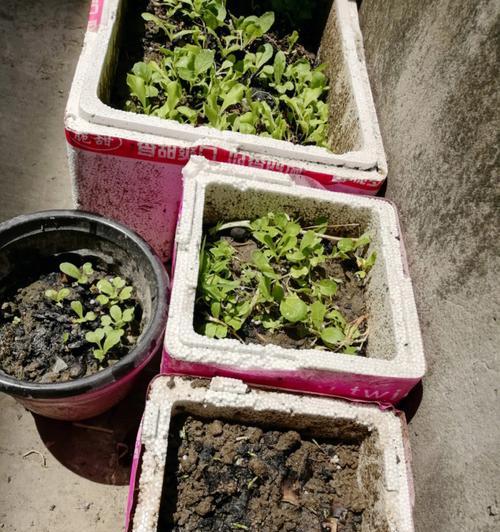 冬天如何种植满天星种子（冬季室内满天星种植技巧分享）