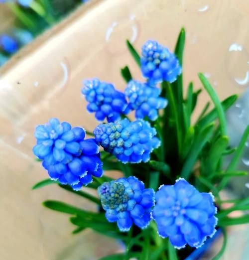 如何正确浇水风信子（风信子浇水的技巧和注意事项）