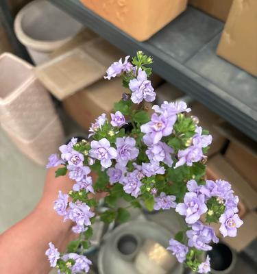 薰衣草的养护技巧（如何正确种植、浇水、修剪和施肥薰衣草）