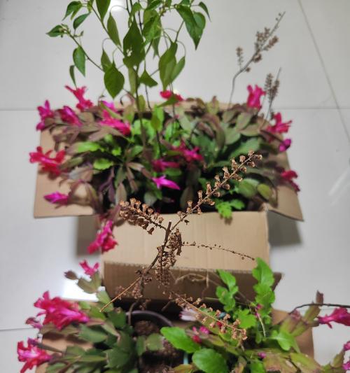 如何养护螃蟹爪子使其开花盛放（打造美丽花园的必备技巧）