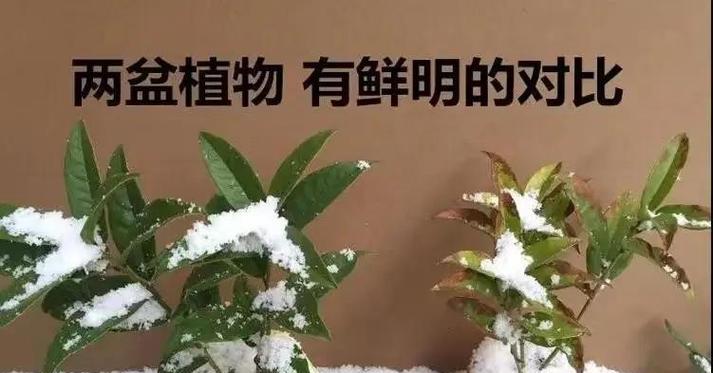 植物的冬季生存之道（寒冬来临，植物如何保护自己？）