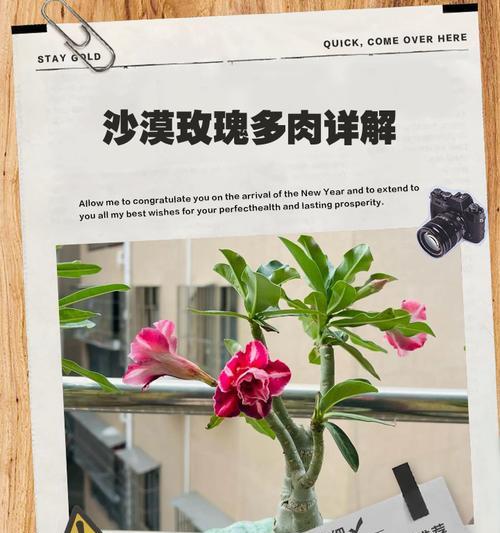 沙漠玫瑰生虫的原因与防治措施（解析沙漠玫瑰生虫原因，科学有效防治方法）