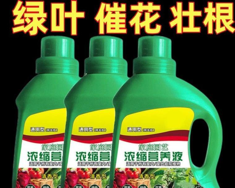 家庭养绿萝，一起学施肥（绿萝施肥法、）