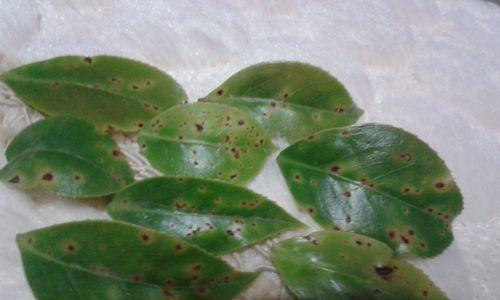 茶花叶子为何变黑？（探究茶花叶子变黑的原因及解决方法。）