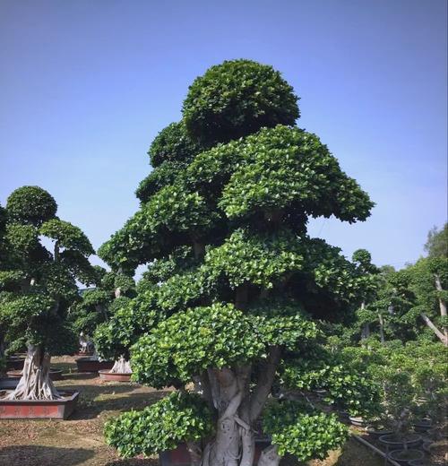 如何有效地养护以榕树盆，使其永不落叶？（技巧、方法和注意事项一网打尽！）