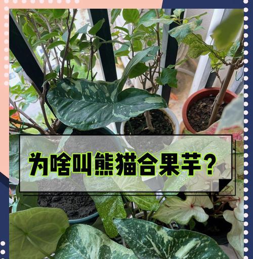 以合果宇怎么养（种植技巧与注意事项）