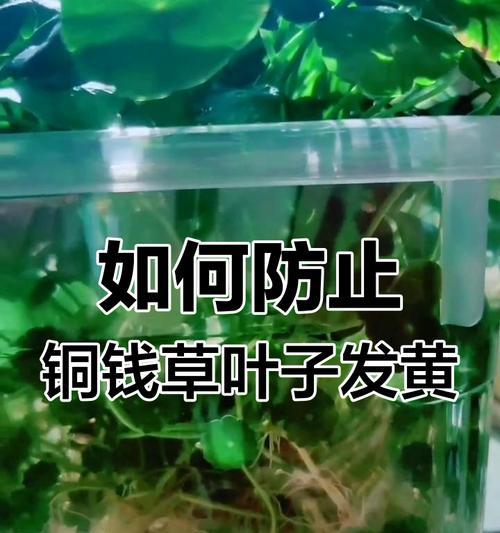 铜钱草叶子黄了怎么过冬？（冬季养护技巧及预防方法）