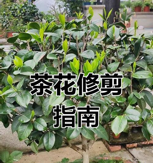 茶花苗过高如何修剪（控制茶花苗生长高度的关键技巧）
