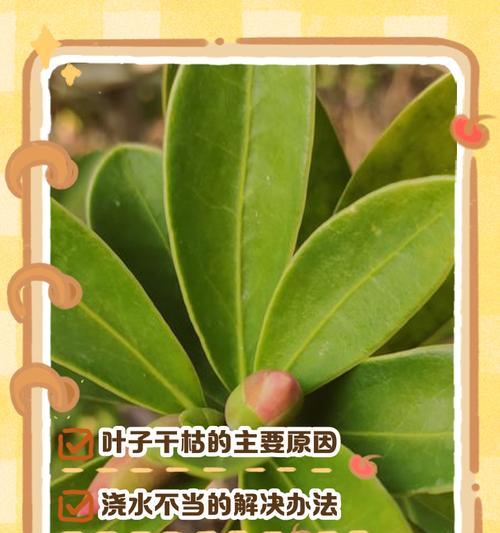 以花烛干叶子的神奇功效（古老智慧的秘密解析与现代应用）