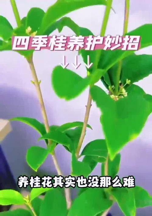 四季桂叶尖干枯，怎么办？——解决四季桂叶枯黄的问题！