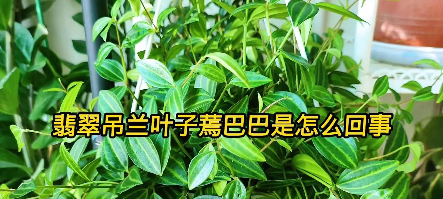 吊兰叶子如何变得更薄（打造纤薄吊兰叶，享受绿色生活）