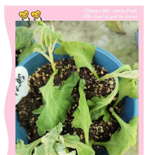 秋天菊花怎么施肥？（掌握正确的施肥方法，让菊花绽放更美丽）