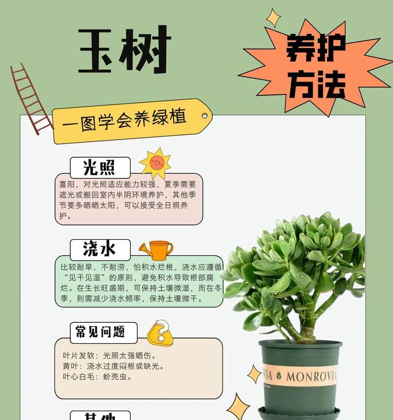 玉树浇水后枝干变软的原因及处理方法（浇水过度导致玉树枝干软化，有效控制浇水量可预防）
