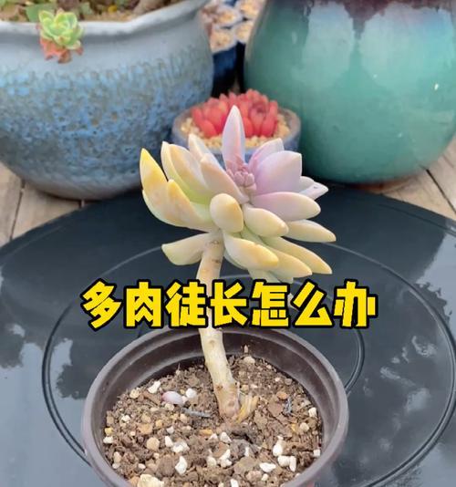 以小人祭徒长了怎么办？（探究小人祭徒长的原因及应对策略）
