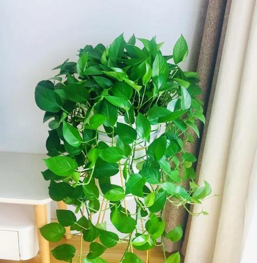 绿萝花的养护技巧（让你的绿萝更加茂盛）