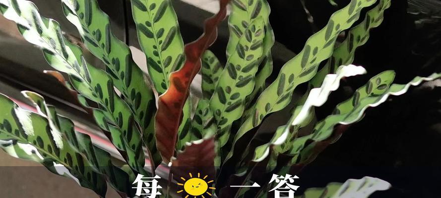 卧花竹芋叶子黄了怎么办？-快速恢复植物健康的方法（掌握关键知识和技巧，让卧花竹芋重新焕发生机）
