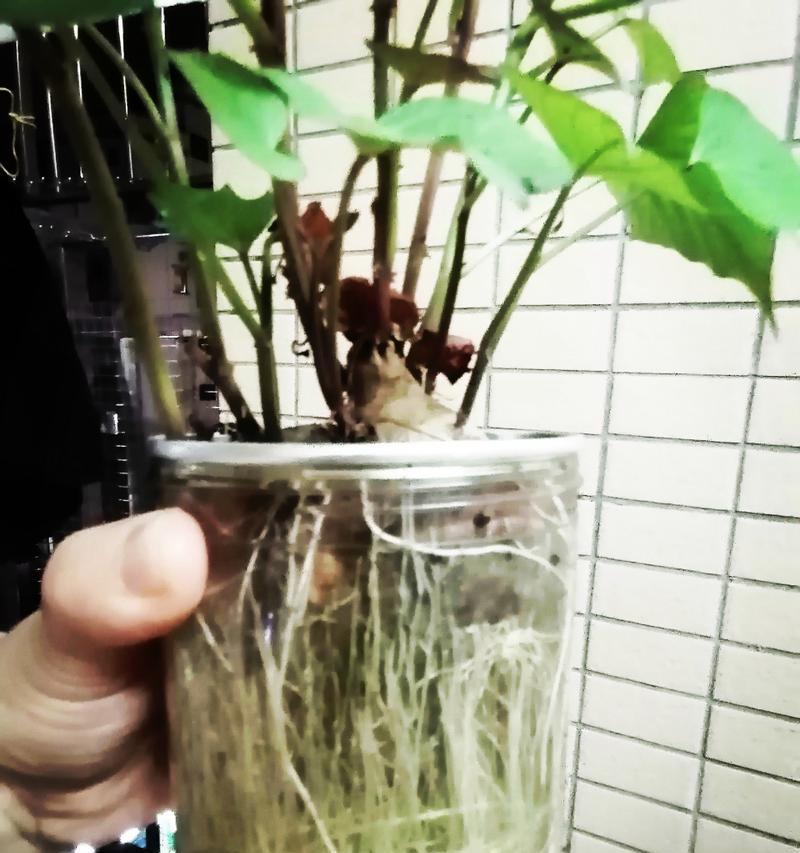 水培花卉叶发黄的原因及解决方法（水培花卉叶发黄急需救援，让我们来拯救它们吧！）