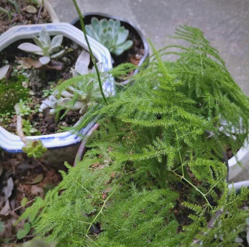 纹竹叶子发黄，如何处理？（“纹竹叶黄”导致的植物病害）