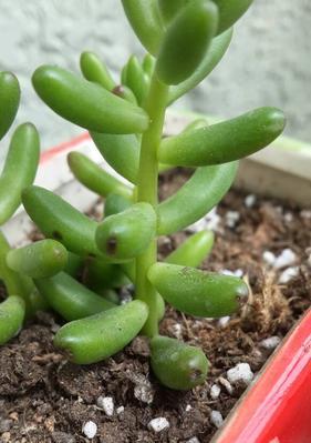 以耳坠草掉叶子的原因及解决方法（了解耳坠草掉叶子的主要原因和有效的解决方法）