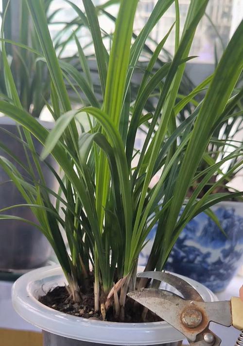 打造盛开花苞的兰花之道（如何养护兰花以促进花苞生长与绽放）