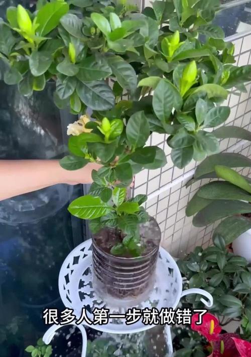 怎样处理栀子花黄叶蔫蔫的情况（营养不良导致的栀子花黄叶，如何改善？）