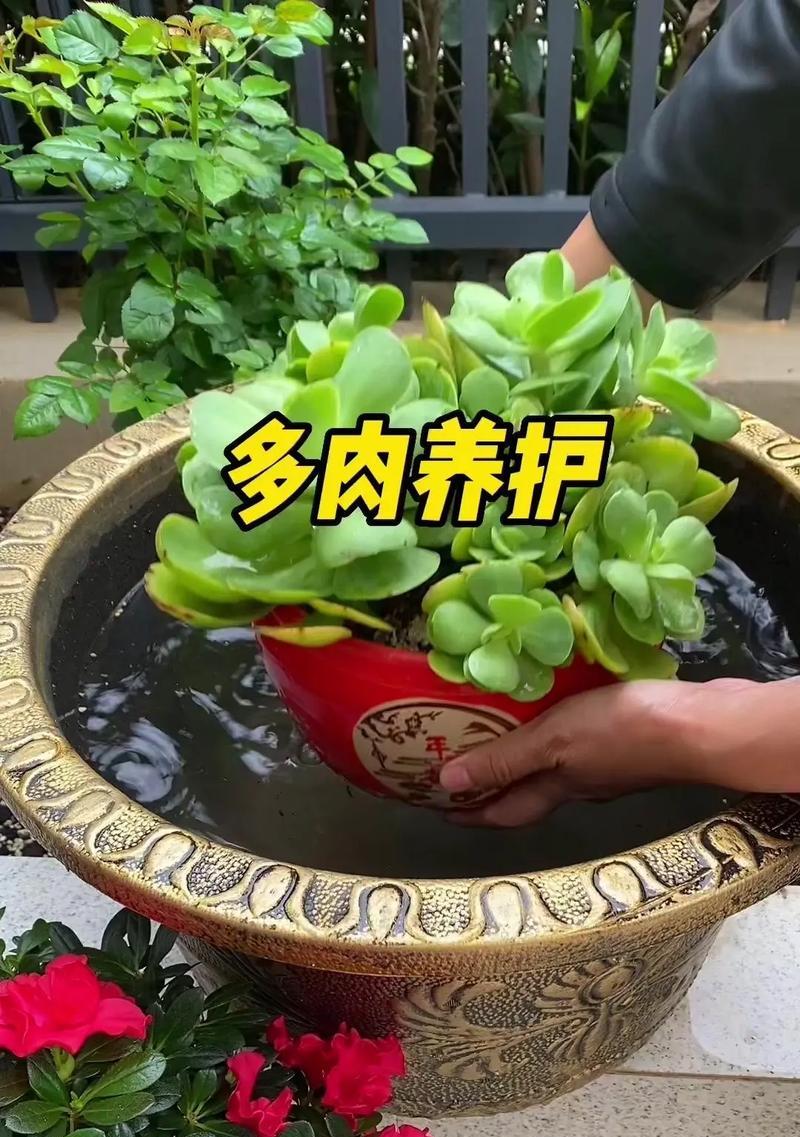多肉植物的休眠养护及技巧（打造健康多肉，休眠时养护要注意的关键点）