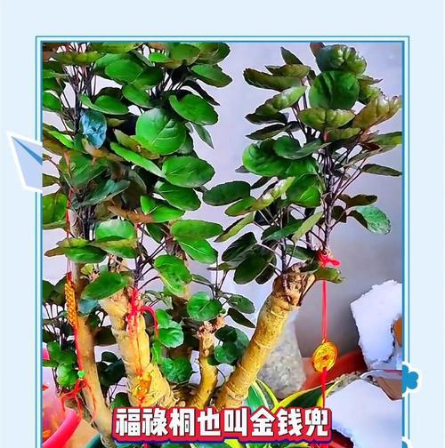 以金钱桐盆景怎么样？（探索金钱桐盆景的美丽与价值）