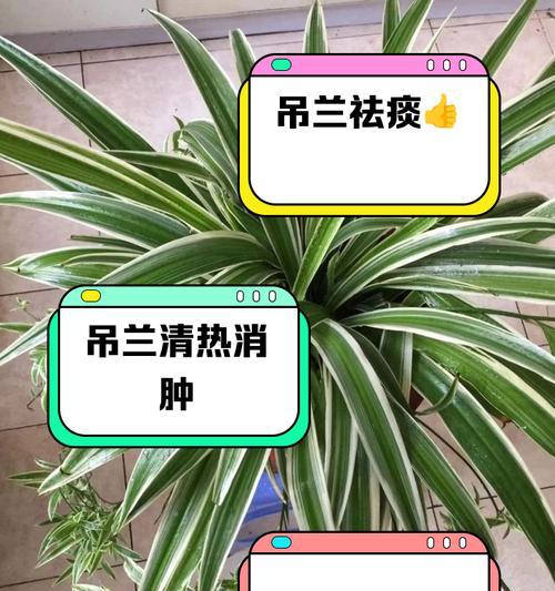金心吊兰室外过冬的关键技巧（保护金心吊兰健康度过严寒冬季的必备措施）