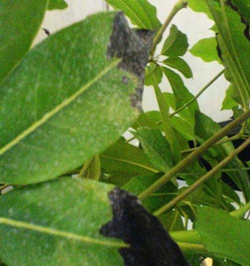 茨菇叶斑病的防治措施（茨菇叶斑病的发生原因与预防方法）