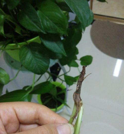 绿萝换盆后变软了，该怎么办？（探究绿萝换盆后变软的原因及解决方法）