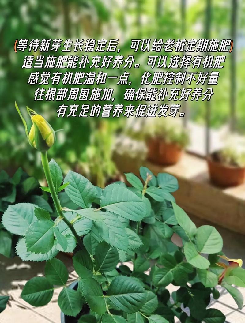 以小玫瑰盆栽养殖方法大全（一步一步教你打造美丽的小玫瑰花园）