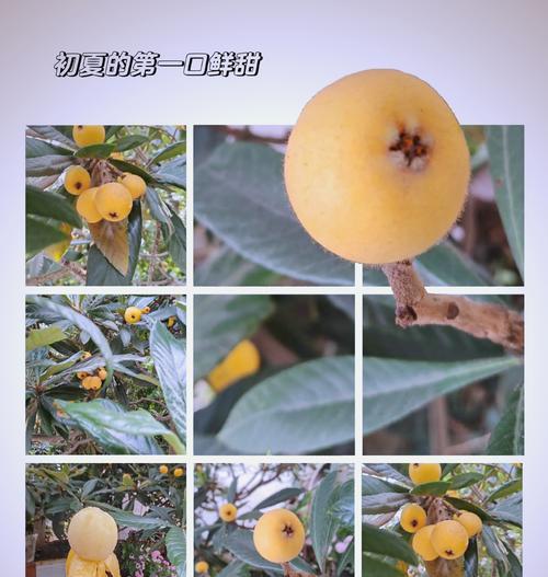 家庭种植枇杷树的全攻略（打造属于你的私人果园，种植枇杷树不再难！）